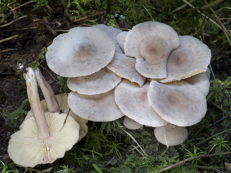 Lactarius glyciosmus